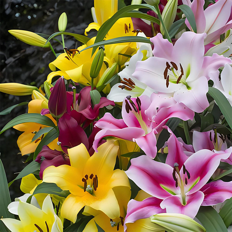 进口香水百合种球带芽四季开花室内阳台盆栽花卉绿植物室内好