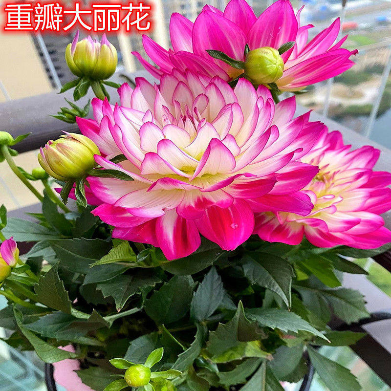 大丽花种球四季花卉盆栽室内外地栽大丽菊地瓜花重瓣球根花卉