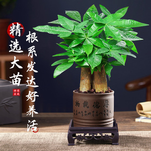 发财树小盆栽客厅大绿植物办公室内吸甲醛好养活招财摆件旺宅