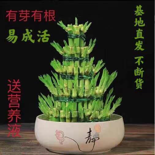 节节高升摆件节节高富贵竹塔水培水养绿植盆栽招财转运竹子