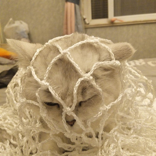 防猫网尼龙网安全网防护网防坠网