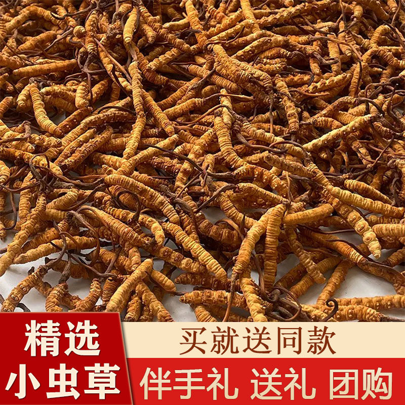 【50/100根圆盘】特惠小虫草西藏那曲高海拔冬虫夏草自用