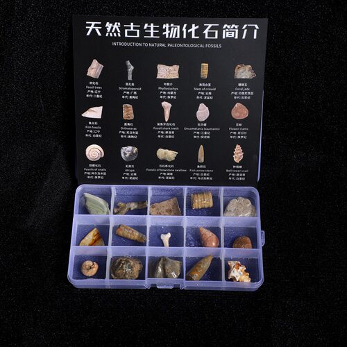 古生物化石标本三叶虫化石琥珀原石奇石头儿童地质礼物淘矿科普