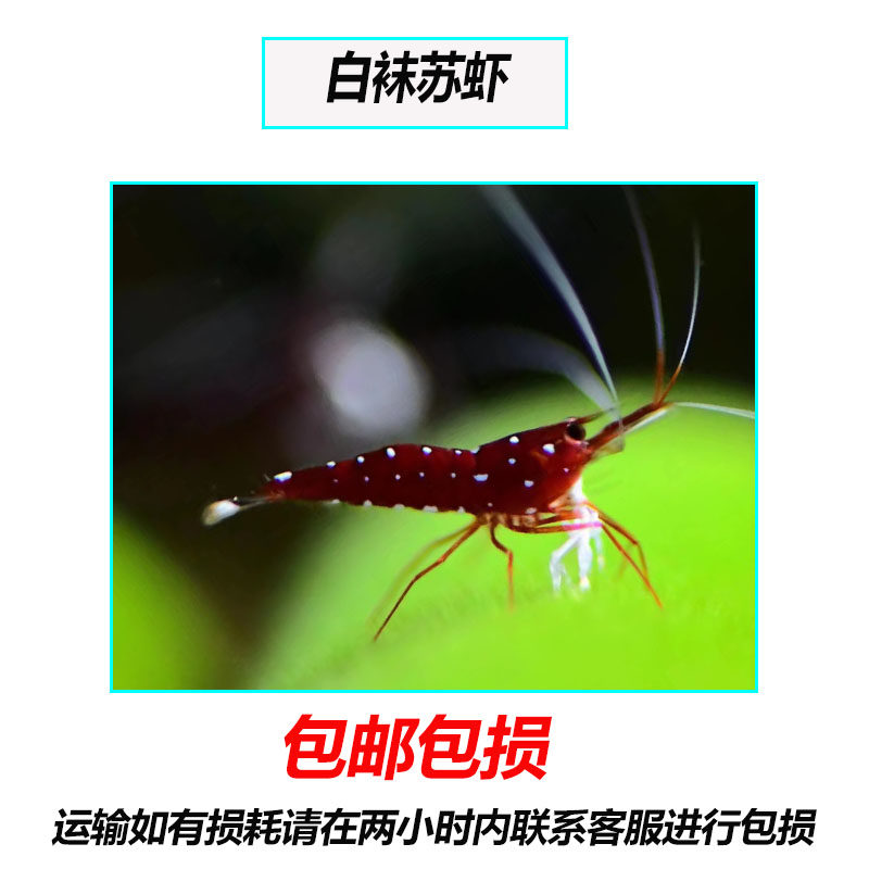 包邮苏虾白袜淡水虾观赏虾苏拉威西虾人工苏虾自来水养殖