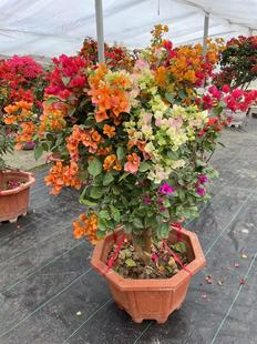 老庄多色三角梅品种好勤花好养室内室外都可以养四季开花