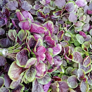 红苋菜种子长寿菜高产青菜种子苋菜籽春夏季秋冬青菜种籽蔬菜种孑