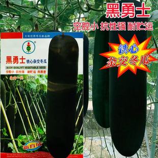 广东黑皮大冬瓜种子种籽苗大全菜东瓜蔬菜孑秧苗瓜苗苗子青皮苗秧