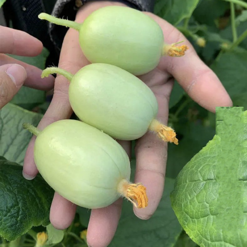 四季拇指小黄瓜种子迷你黄瓜种籽口感好高产金童玉女水果黄瓜种孑