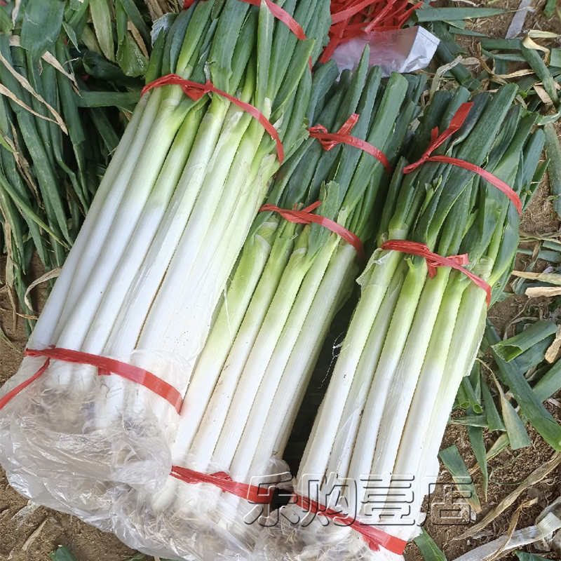 山东章丘大葱种籽四季小香葱种子孑青蒜章丘铁杆高杆长杆大葱种子