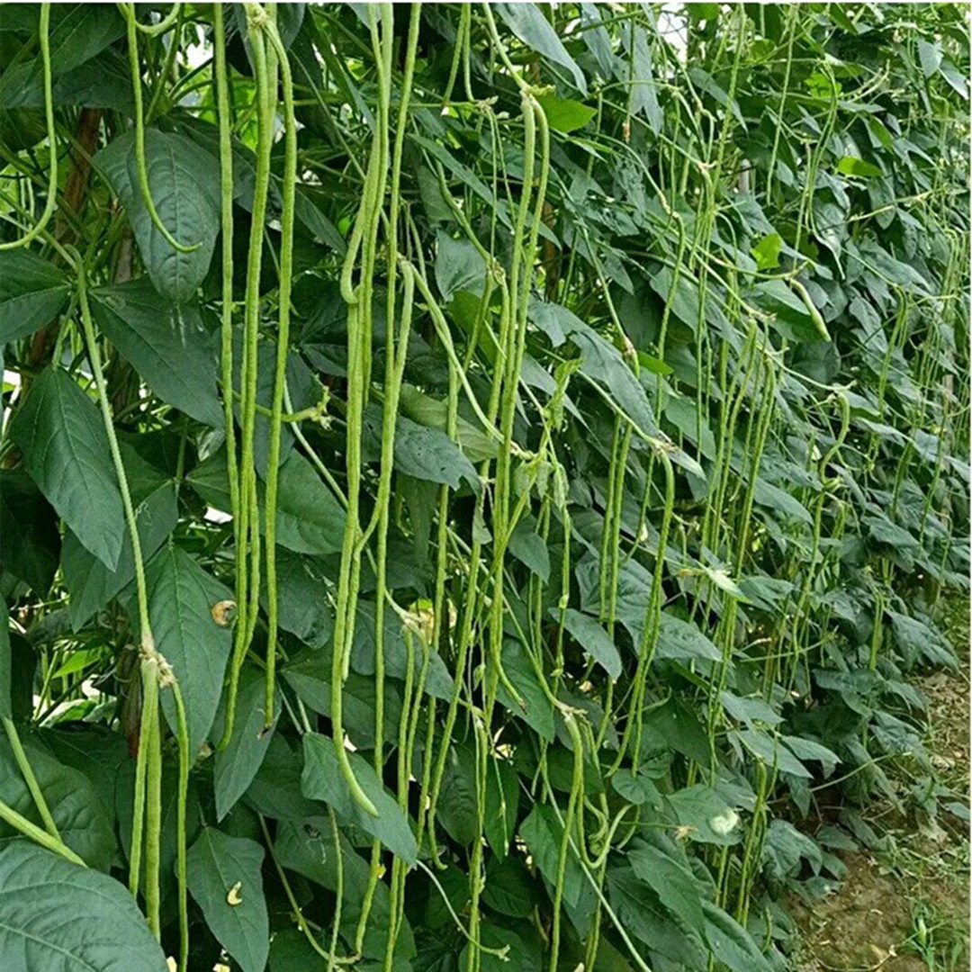 长豆角豆角种子豇豆四季蔬菜种子