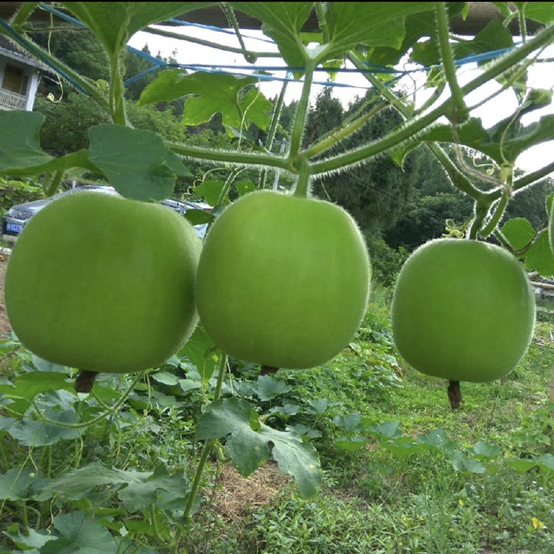 香芋小冬瓜种籽高产厚肉迷你冬瓜种子早熟圆形东瓜种春秋蔬菜种孑