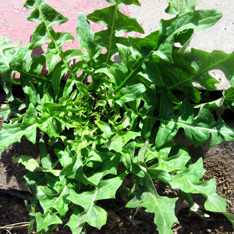 荠菜种子大叶野菜种孑阳台四季蒲公英马齿苋苦麻菜冰蔬菜种籽