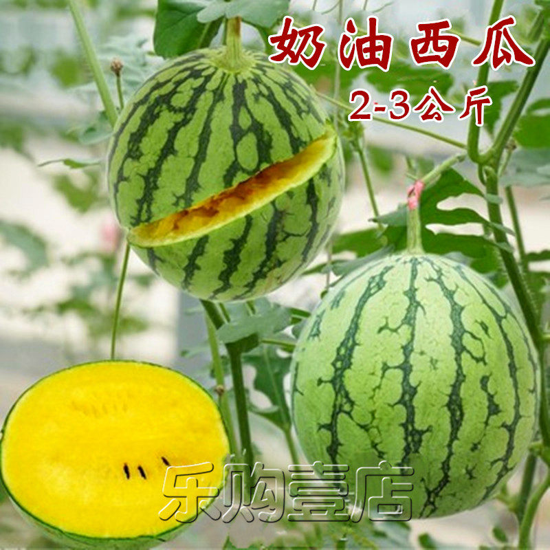 水果种孑早熟垂吊小西瓜种籽黄壤黄肉奶油西瓜小金兰种子8424麒麟 - 实物图