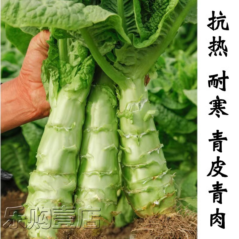 贡菜耐热莴笋种子耐寒四季香莴苣种籽春秋二白皮尖青莴笋蔬菜种孑