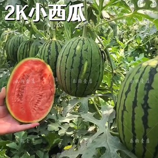 中早熟2k西瓜种子薄皮红瓤椭圆形礼品小西瓜种籽吊瓜4K高糖不裂瓜