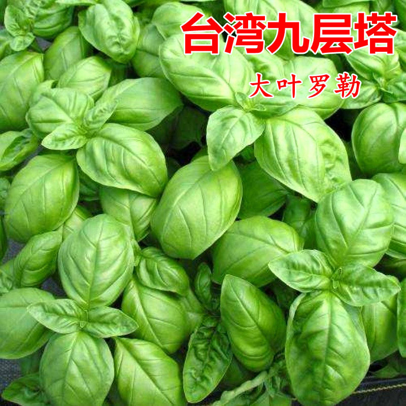 荆芥罗勒阳台四季薄荷种子