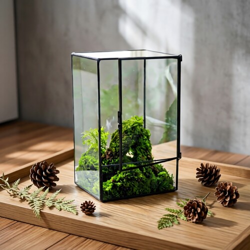 多肉苔藓微景观生态盒桌面迷你雨林缸爬宠造景饲养盒可开透气孔