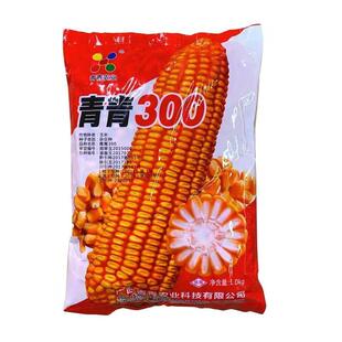 春播杂交玉米种子 玉米杂交种子 苞谷种子 白轴黄粒半马齿型