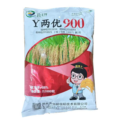 Y两优900 y两优900 杂交水稻种子 稻谷种子 一季稻 中稻种子