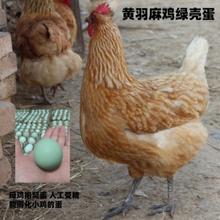 黄羽麻鸡绿壳受精蛋月子种蛋麻羽能孵化小鸡的蛋农场新鲜捡蛋发货