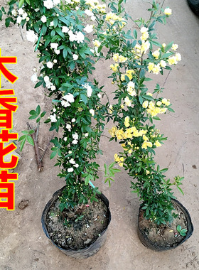 花卉阳台庭院盆栽地栽垂吊植物