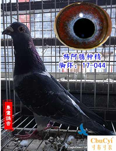 Super Remote Pigeon 3729 Yuelong sion Jan Forest Black hair military pigeonin the Pet/Pet food and supplies , Birds and supplies , Bird  category - from Buy2taobao.com to provide professional Taobao agent buy service