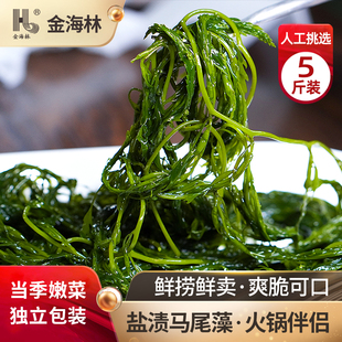 金海林海草新鲜鞭炮笋长寿菜凉拌菜盐渍海藻菜火锅食材商用马尾藻