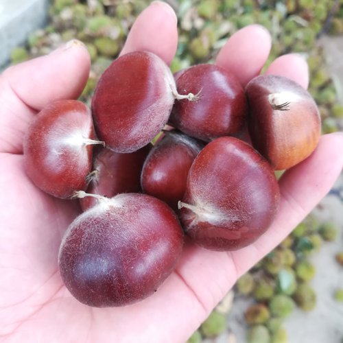 新鲜老树板栗生鲜油板栗红壳板栗子老板栗子毛栗子大油栗粉糯香甜