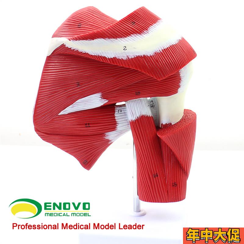 ENOVO医学肩关节附肌肉肌腱模型 人体肌肉解剖模型健身运动系统肩