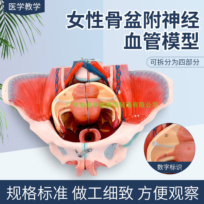 女性骨盆附生殖解剖模型 u女性骨盆带血管神经模型 女性骨盆模型