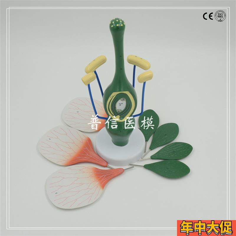 普信 桃花模型 典型双子叶花构造 绿色植物花蕊 生物教学试验展示