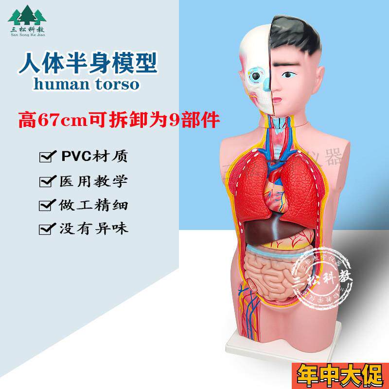 人体半身模型 67CM人体器官结构组装可拆装头颈躯干 教学展示模