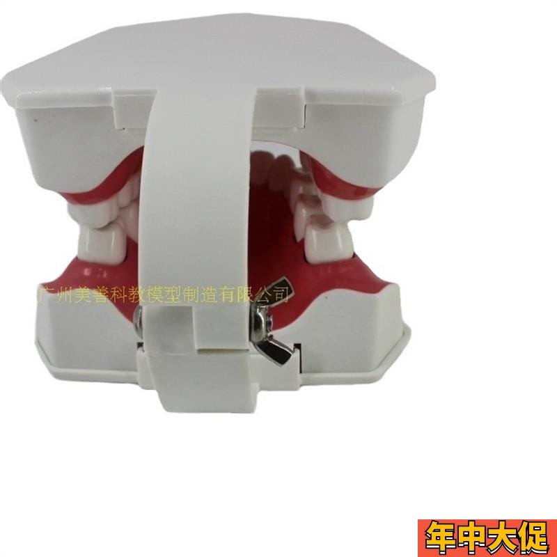 牙齿模型 儿童早教刷牙模型 两倍大可拆卸模型 幼儿口腔教学模型