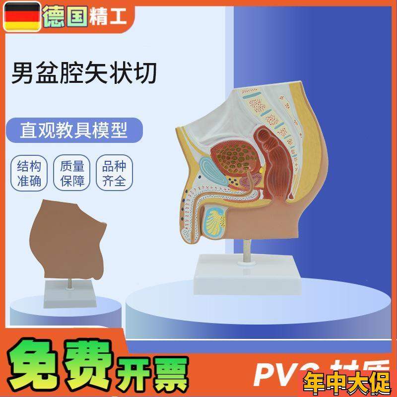德国】PNT-0577 男性生殖泌尿盆腔系统骨盆正中矢状切模型 男盆腔