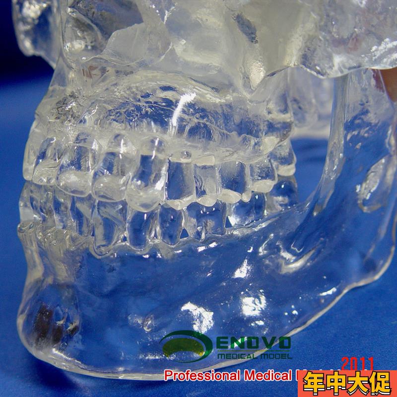 ENOVO颐诺透明人体头颅骨解剖模型水晶头骨神经科X光介入模型