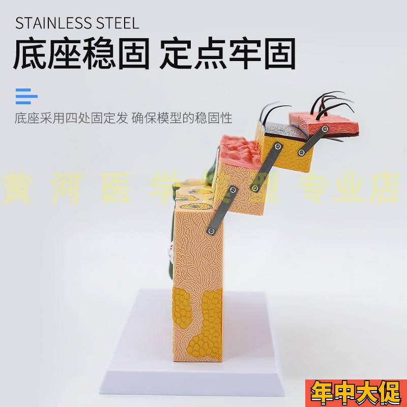 立体皮肤组织结构放大模型层次人体构造分层解剖模具美容整形毛发
