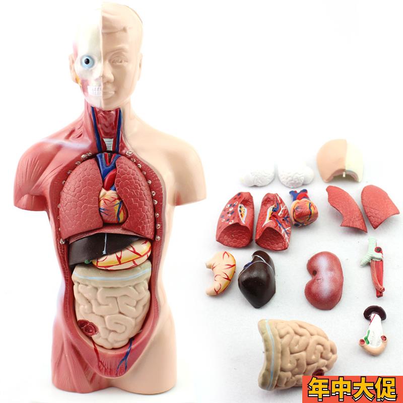 幼儿园/早教体验馆中小学教育26CM躯干模型 人体解剖器官结构模型