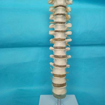 包邮1:1人体胸椎模型O骨骼骨架模型教学医用讲