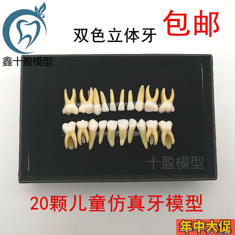 20颗双色乳牙有牙根开髓离体牙模型 儿童全口标准牙齿模型 M7020