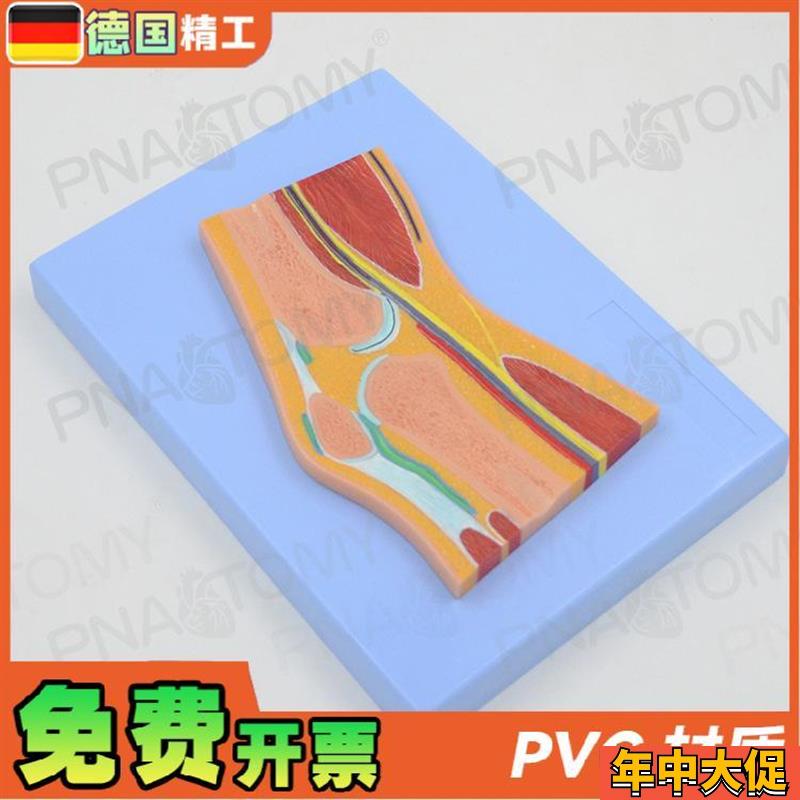 德国】人体MRI膝关节骨骼肌肉剖面构造解剖模型医学骨科疼痛科教