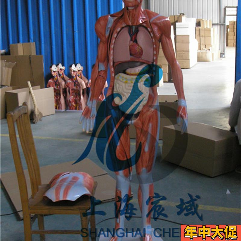 人体全身解剖层次分解模型