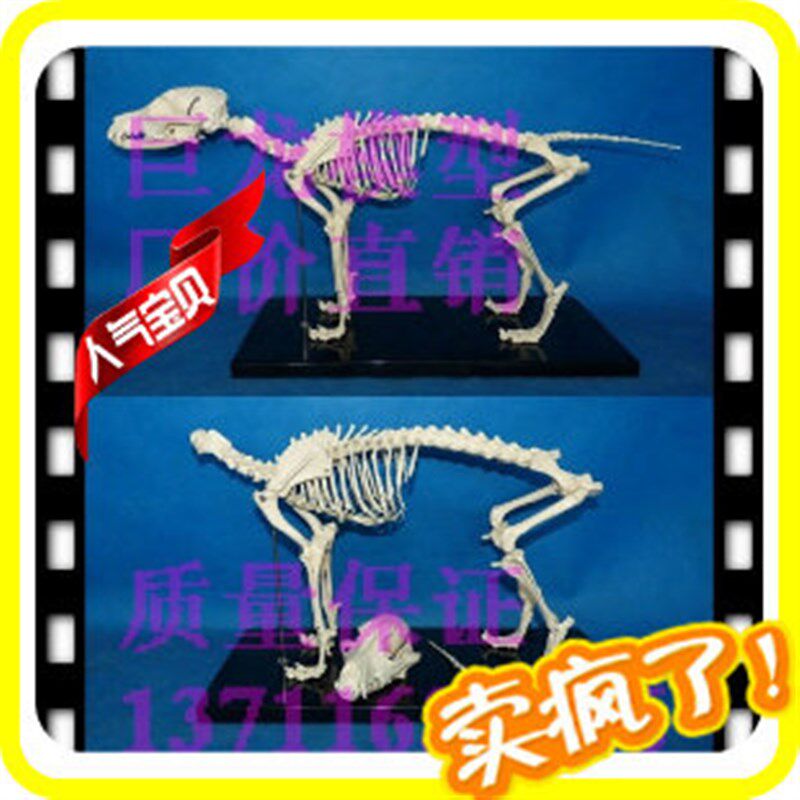 宠物骨科器械 i狗骨骼标本模型 动物狗犬骨架 狗骨骼解剖组合兽用
