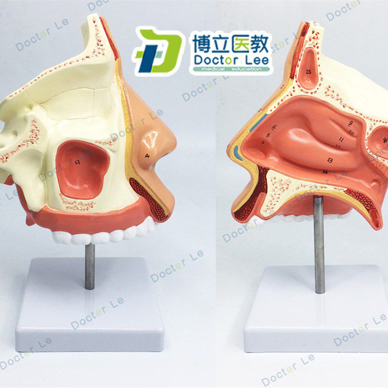 进口鼻腔解剖模型 m鼻部医学 鼻子模型 耳鼻喉科模型 人体鼻腔模