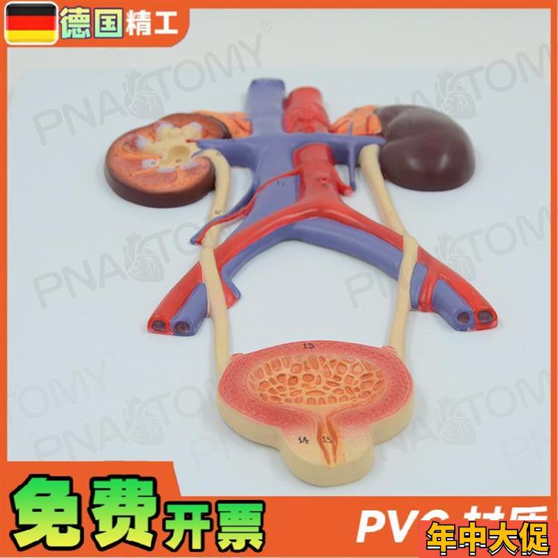 德国】人体泌尿系统膀胱输尿管尿道肾脏解剖模型 生殖泌尿科男科
