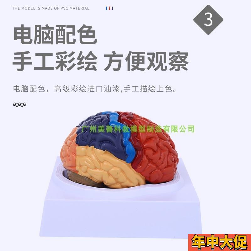 脑模型 脑功能区域色分模型 人体大脑解剖模型 脑部构造 脑结构