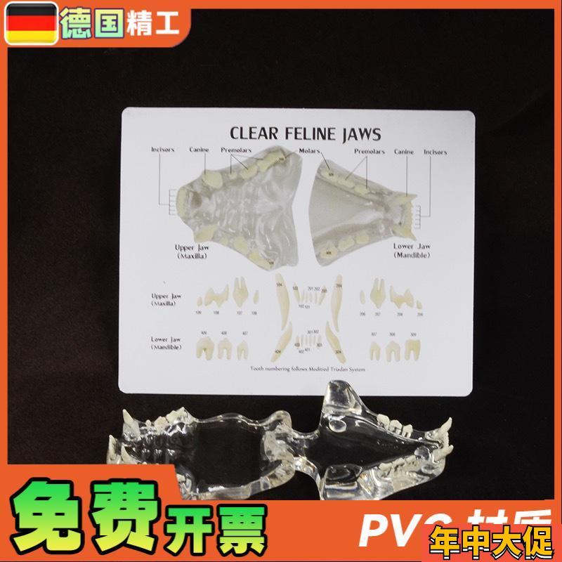 德国兽医宠物牙齿模型透明猫牙口腔猫牙模教学演示动物仿真牙模具