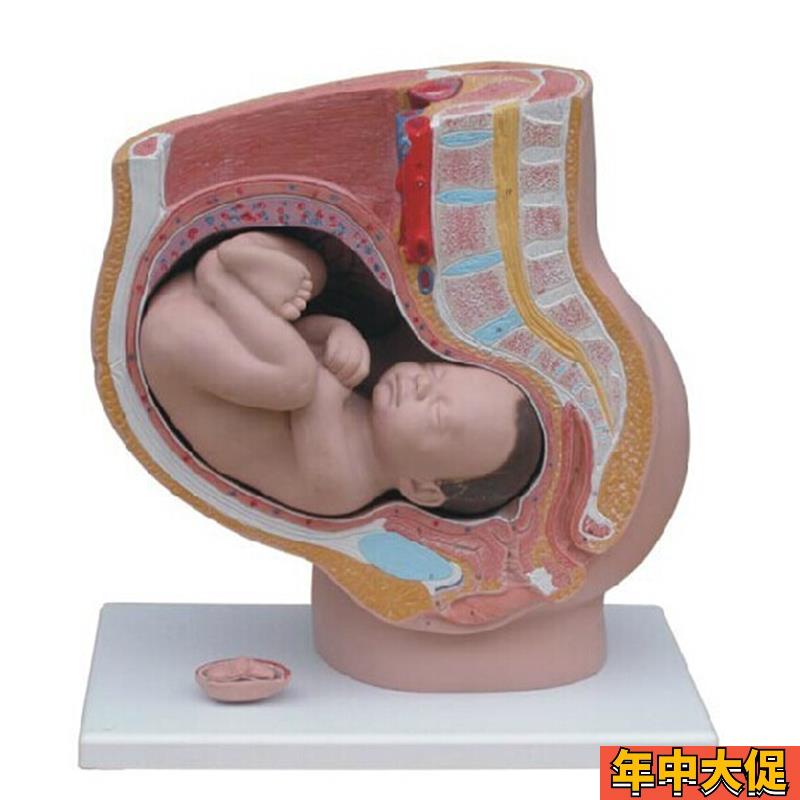 女性矢状解剖(4件)人体生殖系统解剖模型 足月胎儿模型 怀孕十月