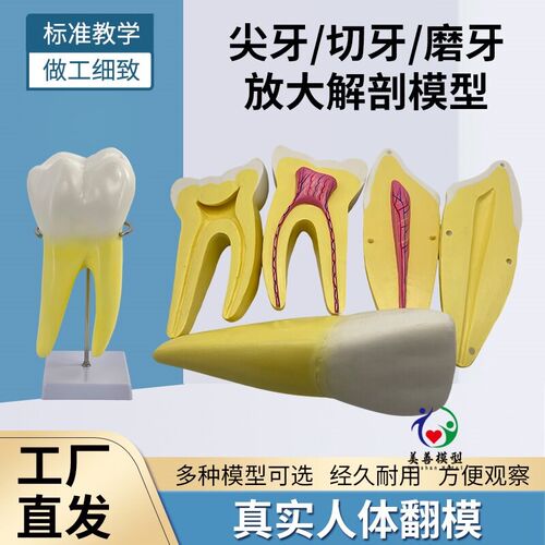 12倍放大人体切牙尖牙磨牙牙齿模型牙G髓牙神经牙体解剖可拆分教