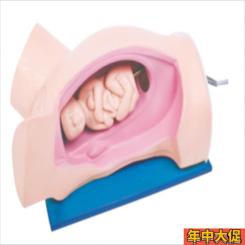 分娩机转示教模型 产科分娩模具 手摇分娩机制示教模型