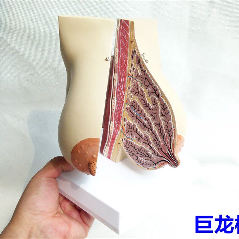 哺乳期乳房医学教学以孕女性乳房解F剖 人体模型 人体解剖模型